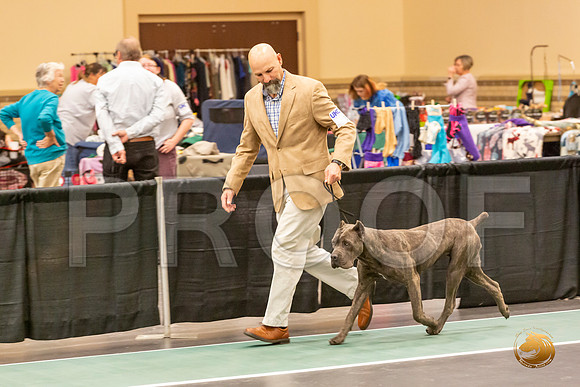 Cane Corso Sat S2 Group_JJL_8339-LngUKC2019-HR3