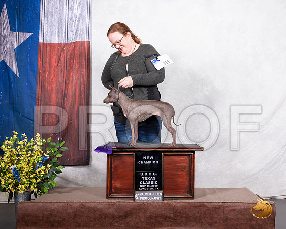 American Hairless Terrier Sat Nch Heather Perillo__SR_3592-LngUKC2019-HR3