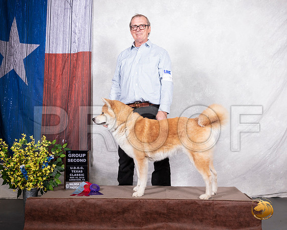 Japanese Akita #395 Sat G2__SR_3588-LngUKC2019-HR3