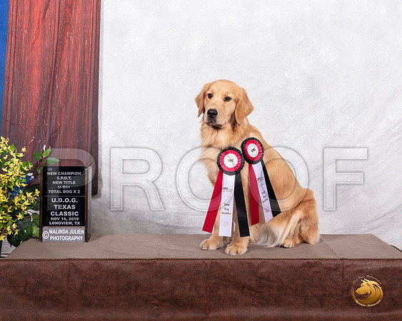 Golden Retriever #309 Sat NCh SPOT URO1 TD__SR_3646-LngUKC2019-HR3-2