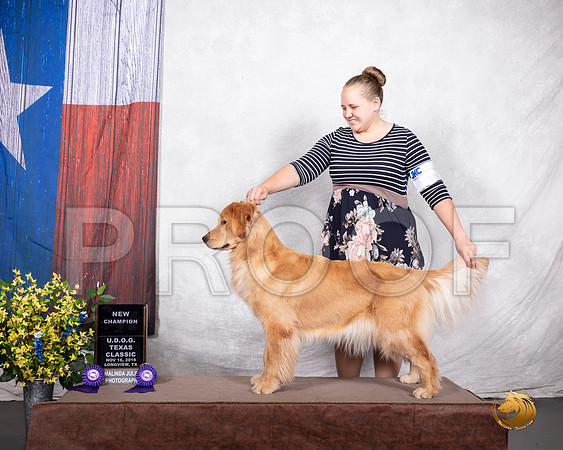 Golden Retriever #309 Sat NCh SPOT URO1 TD__SR_3649-LngUKC2019-HR3