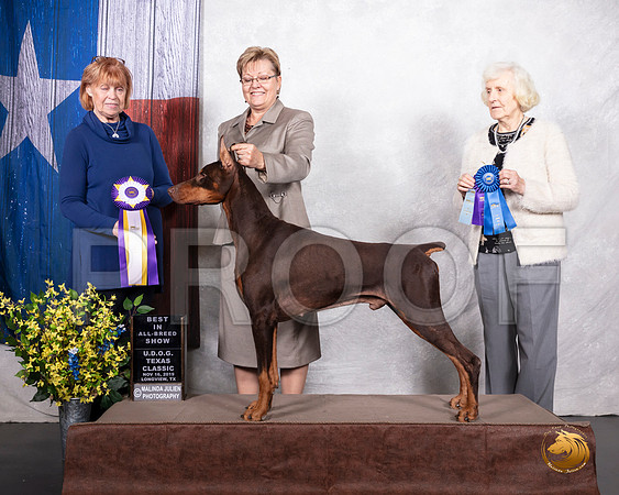 Doberman Pinscher #369 Sat BIS__SR_3681-LngUKC2019-HR3