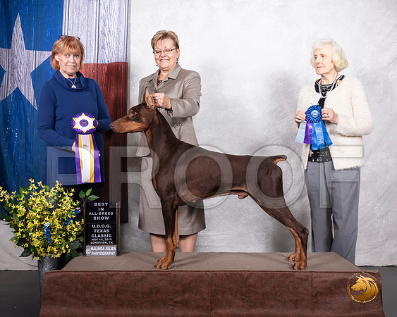 Doberman Pinscher #369 Sat BIS__SR_3682-LngUKC2019-HR3