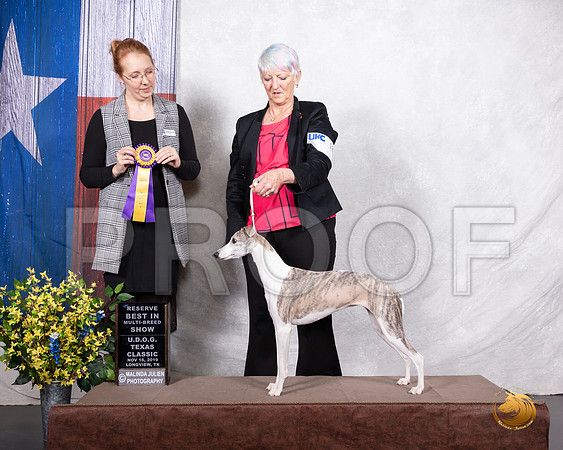 Whippet #180 Sat RBIS Judge Jennifer Anderson__SR_3667-LngUKC2019-HR3