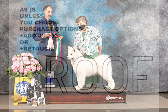 Samoyed #14 THUR BISweeps Judge Neal Henderson_MJ_3939_Houston_2022_HR3