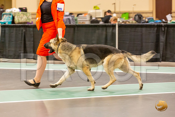 German Shepherd Dog Ring Fri_JJL_7813-LngUKC2019-HR3