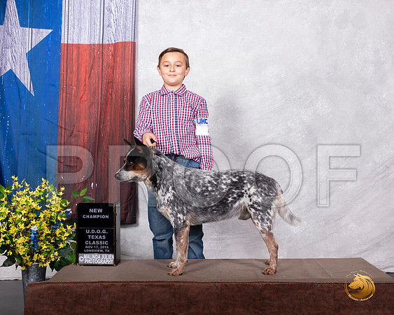 Australian Cattle Dog #412 Sun NCh__SR_3767-LngUKC2019-HR3