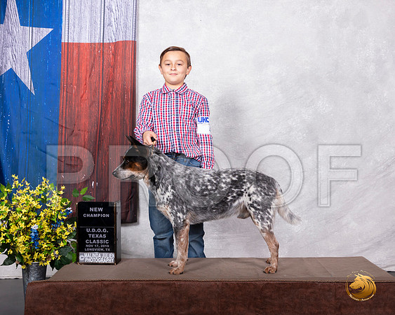 Australian Cattle Dog #412 Sun NCh__SR_3770-LngUKC2019-HR3