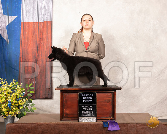 German Shepherd Dog #385 Sun PBOB__SR_3762-LngUKC2019-HR3