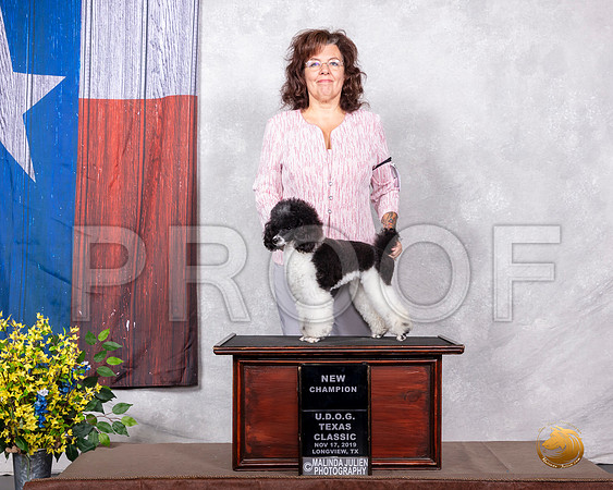 Poodle Miniature Sun NCh Wendy__SR_3775-LngUKC2019-HR3