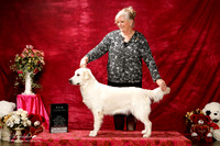 Golden Retriever Sun S1 New Int'l Ch Susan Kassees