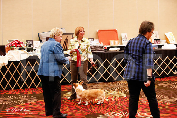 _JJ_8375-HstnCorgiFeb2015-HR3