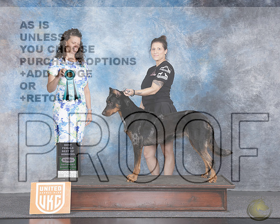 Beauceron #278 BF BOW Judge Amy TurnerBeauceron #278 BF BOW Judge Amy Turner_WP_3229e-UKC Longview TX Aug 2025-HR3