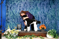 Poodle Std Multi Colored Sun New GrCh Wendy Grotheer