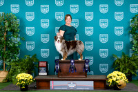 Miniature American Shepherd #154 Sat G2