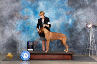 Rhodesian Ridgeback #8 FriWBM Judge Ann Roth