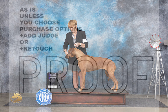 Rhodesian Ridgeback #8 FriWBM Judge Ann Roth__JP_5293_Amarillo_2024_HR3