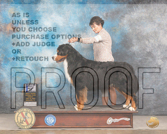 Bernese Mountain Dog #11 Fri WDBOW Judge Donnell RichardsMMJ_3004_Mdlnd2022_HR3