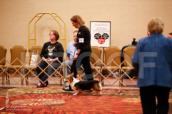 _JJ_7650-HstnCorgiFeb2015-HR3