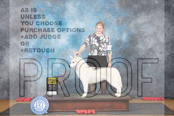 Siberian Husky #6 Sun G3 Judge Beth Downey__JP_0877_Sulphur Springs_2024_HR3