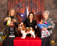 Cavalier King Charles Spaniel #15 Sat Sweeps G2 Judge Pamela Wilson