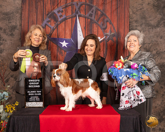 Cavalier King Charles Spaniel #15 Sat Sweeps G2 Judge Pamela Wilson__SR_4018-AustinToy2019-HR3