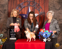 Chihuahua Long Coat #11 Sat BISweeps Judge Pamela Wilson