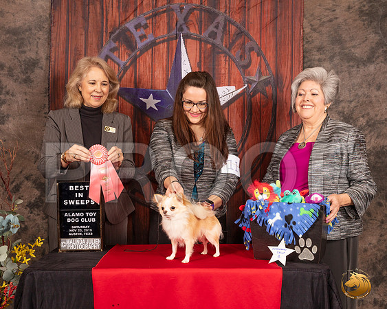 Chihuahua Long Coat #11 Sat BISweeps Judge Pamela Wilson__SR_4011-AustinToy2019-HR3