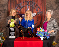 Manchester Terrier #6 Sat Sweeps G3 Judge Pamela Wilson