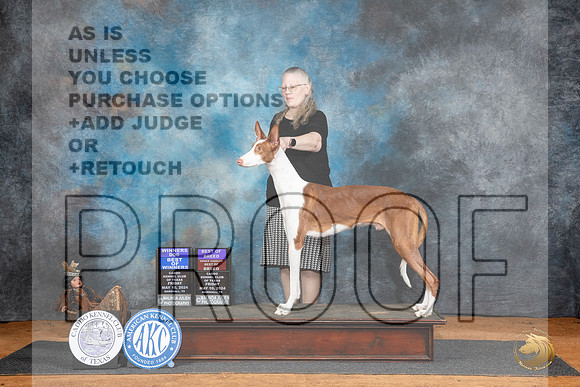 Ibizan Hound #5 BOWBOB Judge Karen Hynek__JP_7115_MARSHALL_2024_HR3