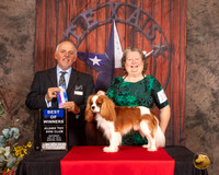 Cavalier King Charles Spaniel #17 Sat BOW Judge Rodney Merry