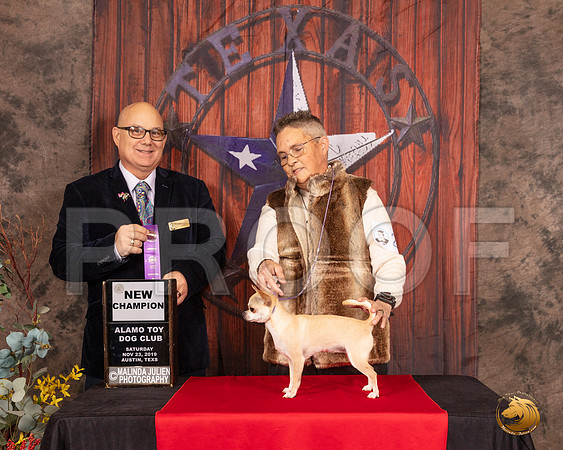 Chihuahua Smooth #22 Sat NCh Judge Bradley Jenkins__SR_4032-AustinToy2019-HR3