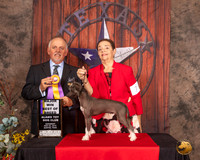 Chinese Crested #7 sat BOB Maj Judge Rodney Merry