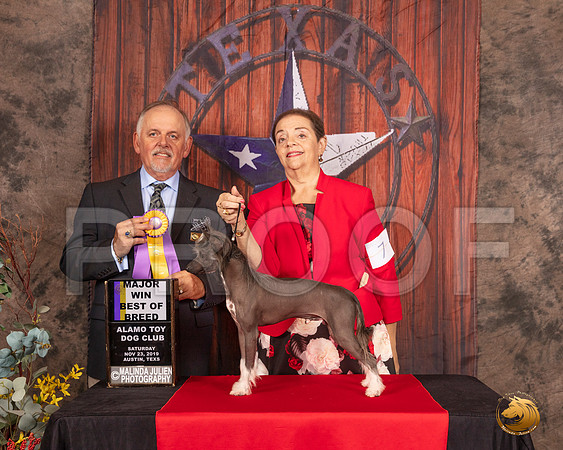 Chinese Crested #7 sat BOB Maj Judge Rodney Merry__SR_4037-AustinToy2019-HR3