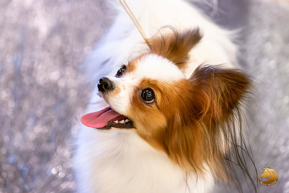 Papillon #8 Sat Ring Sonja Asido_JJL_8384-AustinToy2019-HR3