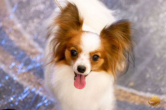 Papillon #8 Sat Ring Sonja Asido_JJL_8386-AustinToy2019-HR3