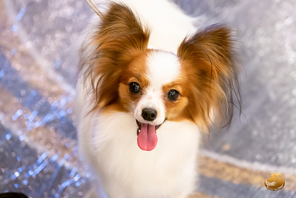 Papillon #8 Sat Ring Sonja Asido_JJL_8387-AustinToy2019-HR3