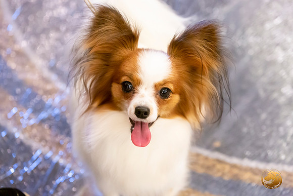 Papillon #8 Sat Ring Sonja Asido_JJL_8388-AustinToy2019-HR3
