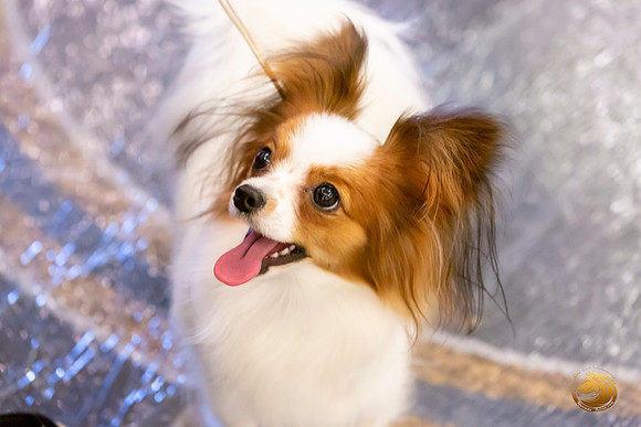 Papillon #8 Sat Ring Sonja Asido_JJL_8389-AustinToy2019-HR3