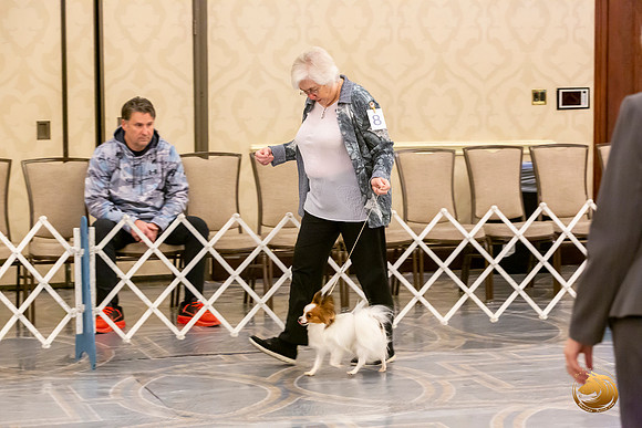 Papillon #8 Sat Ring Sonja Asido_JJL_8396-AustinToy2019-HR3