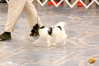 Papillon Ring Sat