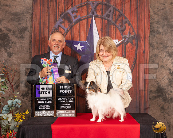 Papillon #22 Sat WB Judge Rodney Merry__SR_4054-AustinToy2019-HR3