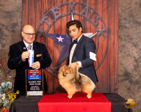 Pomeranian #7 Sat BOWBOS Judge Bradley Jenkins