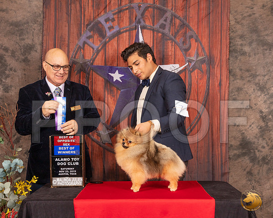 Pomeranian #7 Sat BOWBOS Judge Bradley Jenkins__SR_4076-AustinToy2019-HR3