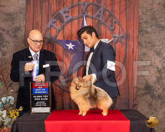 Pomeranian #7 Sat BOWBOS Judge Bradley Jenkins__SR_4078-AustinToy2019-HR3