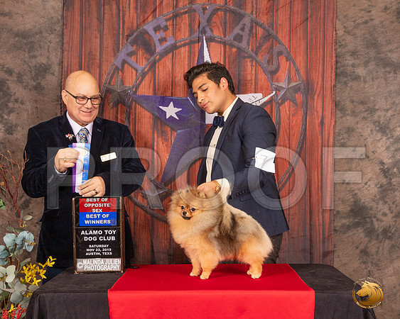 Pomeranian #7 Sat BOWBOS Judge Bradley Jenkins__SR_4080-AustinToy2019-HR3