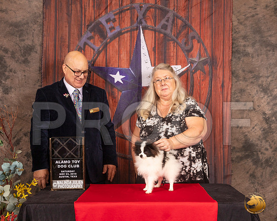 Pomeranian #8 Just because Judge Bradley Jenkins__SR_4071-AustinToy2019-HR3