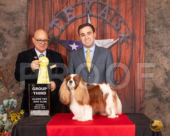 Cavalier King Charles Spaniel #21 Sat G3 Judge Bradley Jenkins__SR_4127-AustinToy2019-HR3