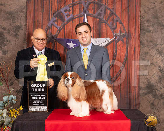Cavalier King Charles Spaniel #21 Sat G3 Judge Bradley Jenkins__SR_4126-AustinToy2019-HR3