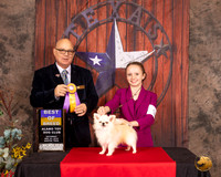 Chihuahua Long Coat #9 Sat BOB Judge Bradley Jenkins